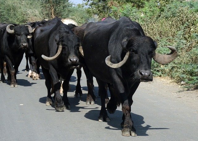 Free download Buffalo Bovine Cattle Water -  free photo or picture to be edited with GIMP online image editor