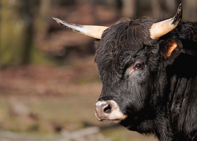 Free download buffalo cattle wild pasture cow free picture to be edited with GIMP free online image editor