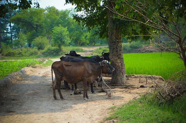 Free download Buffaloes Livestock Village -  free photo or picture to be edited with GIMP online image editor