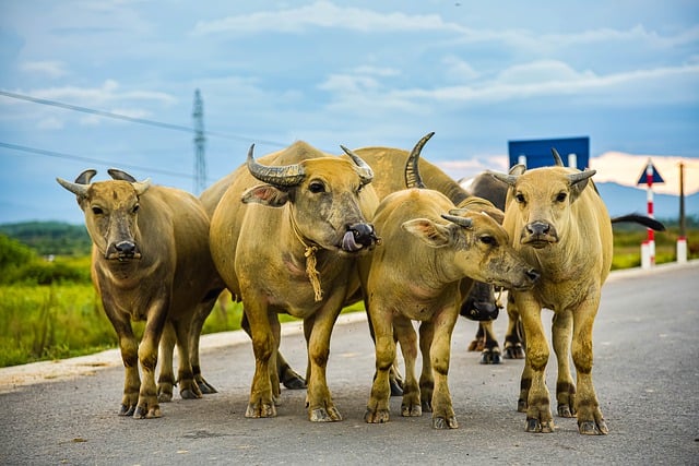 Free download buffalo herd of buffalo cattle wild free picture to be edited with GIMP free online image editor