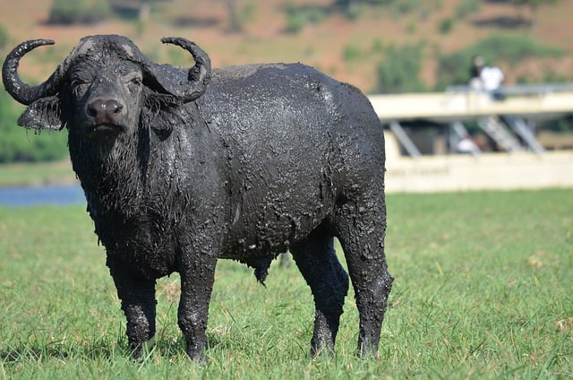 Free download buffalo horns mud wildlife safari free picture to be edited with GIMP free online image editor