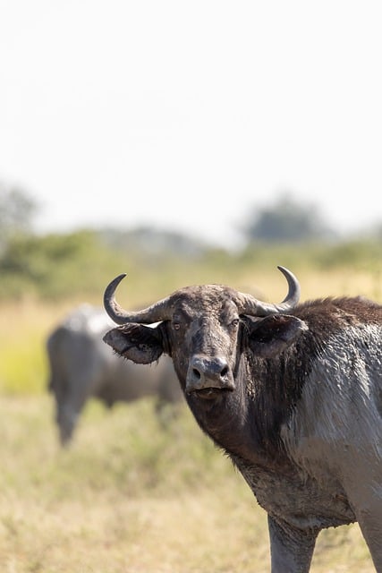 Free download buffalo safari horns wildlife free picture to be edited with GIMP free online image editor