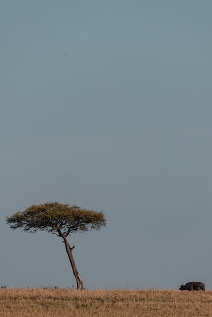 Free download buffalo safari savannah wildlife free picture to be edited with GIMP free online image editor