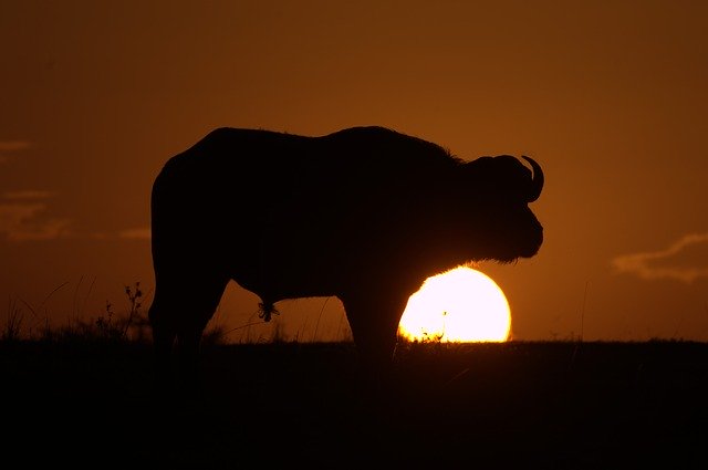 Free download Buffalo Serengeti Savannah -  free photo or picture to be edited with GIMP online image editor