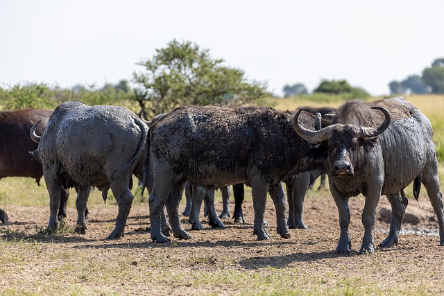 Free download buffalo uganda nature safari free picture to be edited with GIMP free online image editor