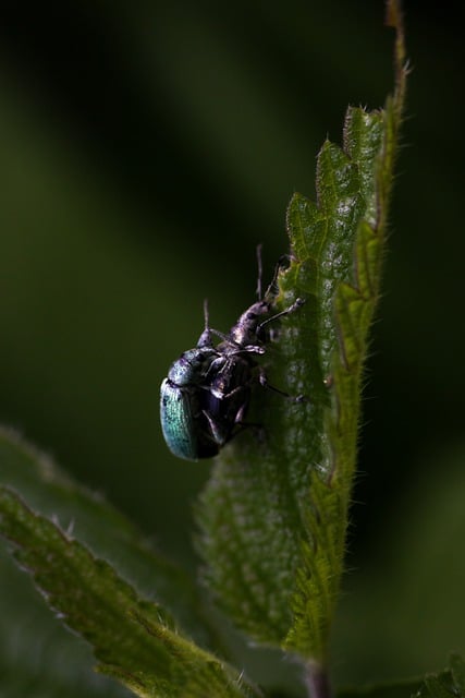 Free download bug beetle insect macro nature free picture to be edited with GIMP free online image editor