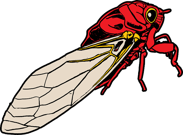 Free download Bug Cicada - Free vector graphic on Pixabay free illustration to be edited with GIMP free online image editor