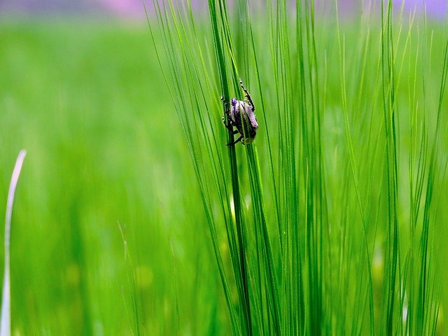 Free download Bug Grass Green -  free photo or picture to be edited with GIMP online image editor