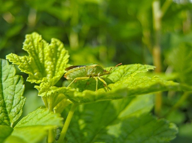 Free download Bug Green Beetle Stink -  free photo or picture to be edited with GIMP online image editor