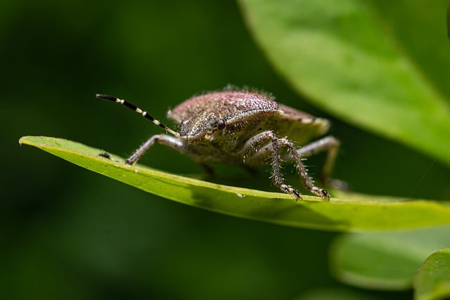 Free download bug insect berry bug free picture to be edited with GIMP free online image editor