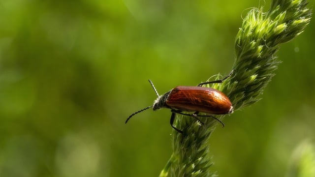 Free download bug insect flowers plant season free picture to be edited with GIMP free online image editor