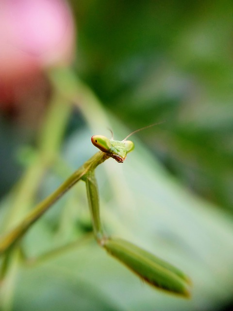 Free download bug insect mantis louva a deus free picture to be edited with GIMP free online image editor