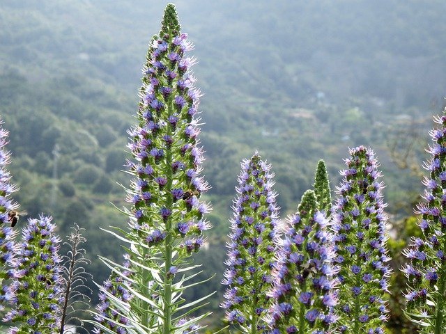 Free download bugloss echium webbii free picture to be edited with GIMP free online image editor