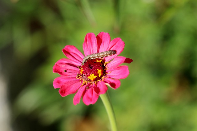 Free download bug per second flower caterpillar free picture to be edited with GIMP free online image editor