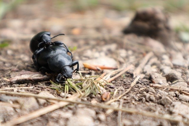 Bugs Insects Natureを無料でダウンロード-GIMPオンラインイメージエディターで編集できる無料の写真または画像