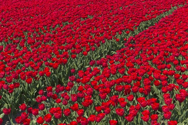 Free download Bulb Fields Tulips -  free photo or picture to be edited with GIMP online image editor