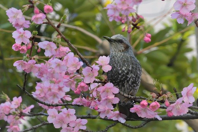 Free download bulbul bird perched animal free picture to be edited with GIMP free online image editor