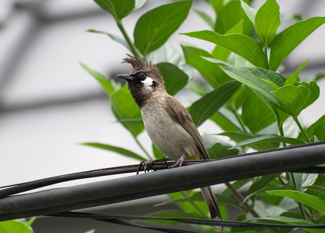 Free download bulbul indian bulbul bird animal free picture to be edited with GIMP free online image editor