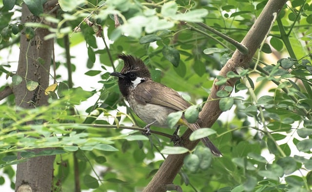 Free download bulbul indian bulbul forest bird free picture to be edited with GIMP free online image editor