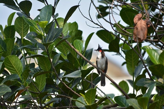 Free download Bulbul Red Whiskered -  free photo or picture to be edited with GIMP online image editor