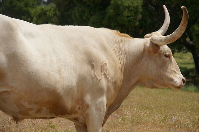 Free download bull bullhorn livestock white cow free picture to be edited with GIMP free online image editor