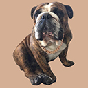 Bulldog Dave  screen for extension Chrome web store in OffiDocs Chromium