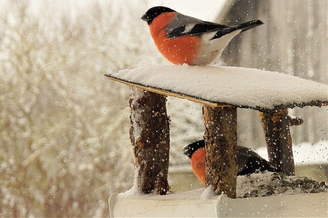 Free download Bullfinch Birds Winter -  free photo or picture to be edited with GIMP online image editor