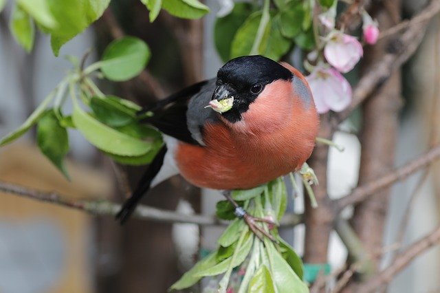 تنزيل Bullfinch Gimpel Bird مجانًا - صورة مجانية أو صورة لتحريرها باستخدام محرر الصور عبر الإنترنت GIMP