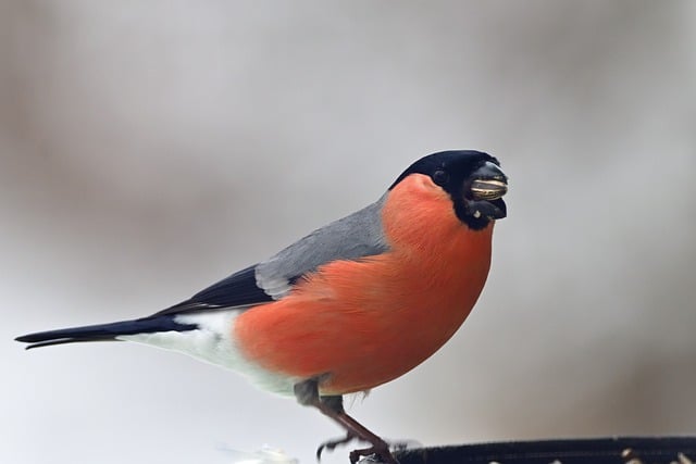 Free download bullfinch songbird winter snow free picture to be edited with GIMP free online image editor