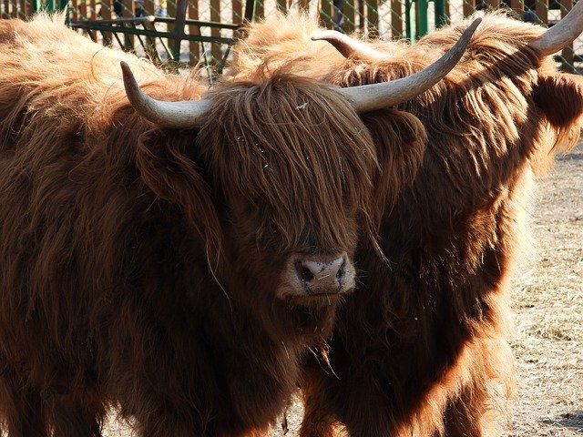 Free download Bull Highland Cow -  free photo or picture to be edited with GIMP online image editor