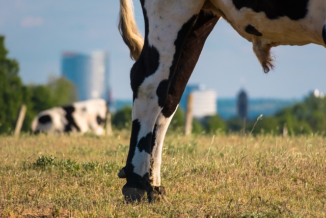 Free download bull hind leg behind run beef free picture to be edited with GIMP free online image editor