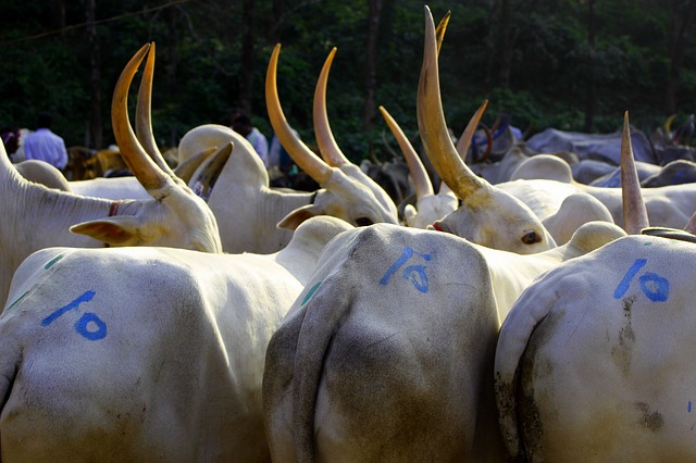 Free download bullock cattle india ox village free picture to be edited with GIMP free online image editor