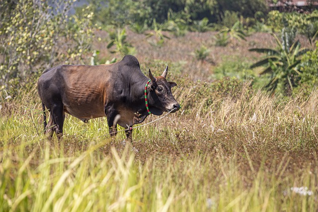 Free download bull ox livestock cow animal farm free picture to be edited with GIMP free online image editor