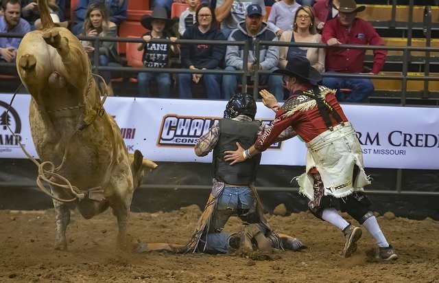 Free download Bull Rider Riding -  free photo or picture to be edited with GIMP online image editor