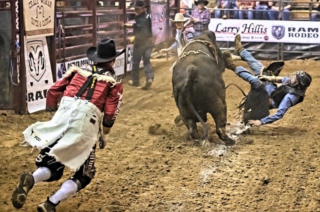 Free download Bull Rider Rodeo -  free photo or picture to be edited with GIMP online image editor