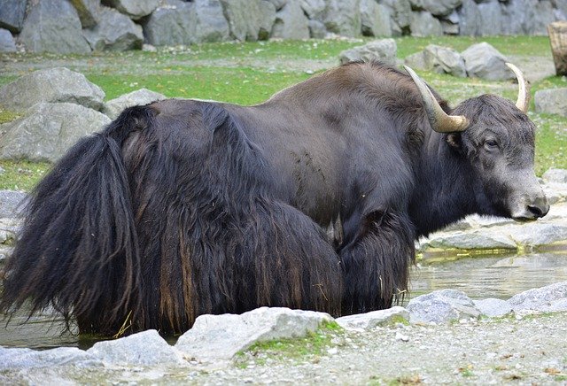 ดาวน์โหลดฟรี Bull Zoo Nature - ภาพถ่ายหรือรูปภาพฟรีที่จะแก้ไขด้วยโปรแกรมแก้ไขรูปภาพออนไลน์ GIMP