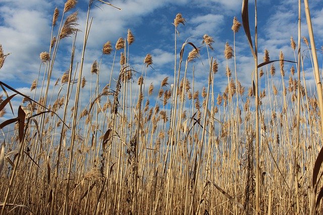 Free download Bulrush Sky Peaceful -  free photo or picture to be edited with GIMP online image editor