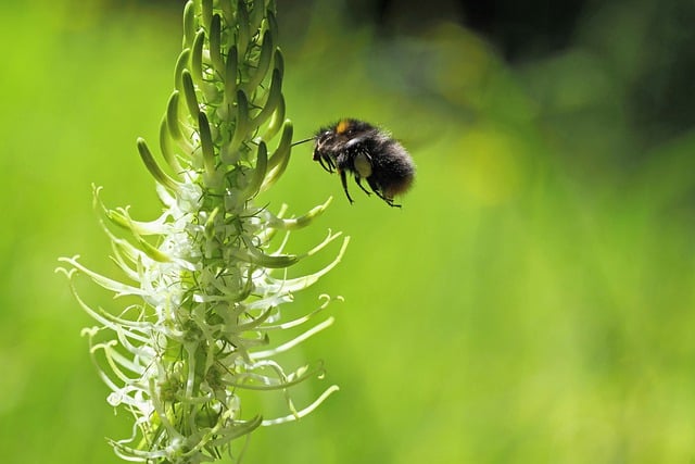 Free download bumblebee bee insect pollination free picture to be edited with GIMP free online image editor