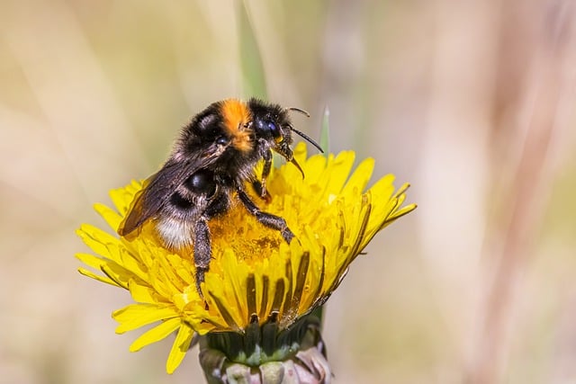 Free download bumblebee dandelion pollination free picture to be edited with GIMP free online image editor