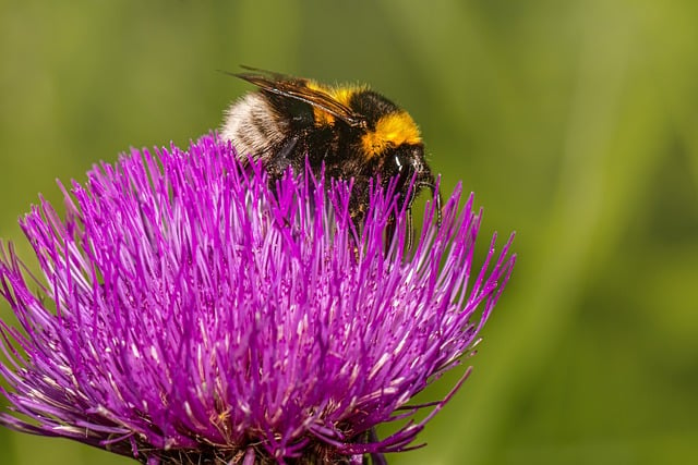 Free download bumble bee insect bombus nature free picture to be edited with GIMP free online image editor