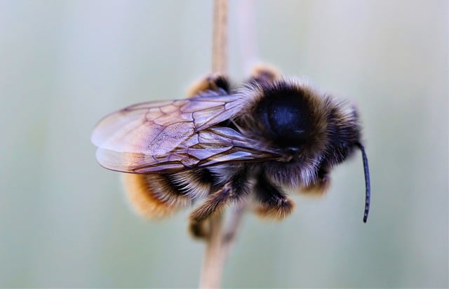 Free download bumblebee insect garden nature free picture to be edited with GIMP free online image editor