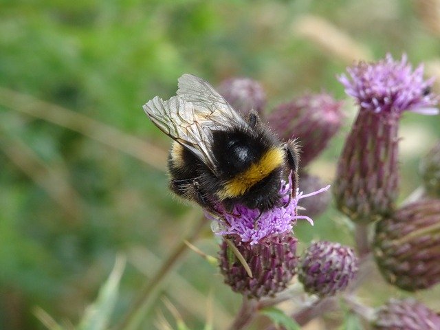 Free download Bumblebee Insect Nature -  free photo or picture to be edited with GIMP online image editor