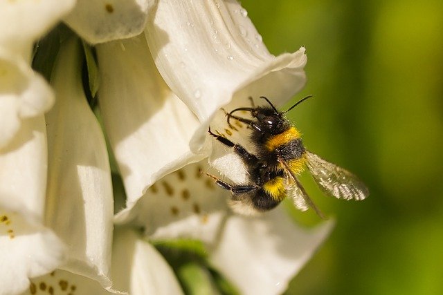 Free download bumblebee insect pollination macro free picture to be edited with GIMP free online image editor