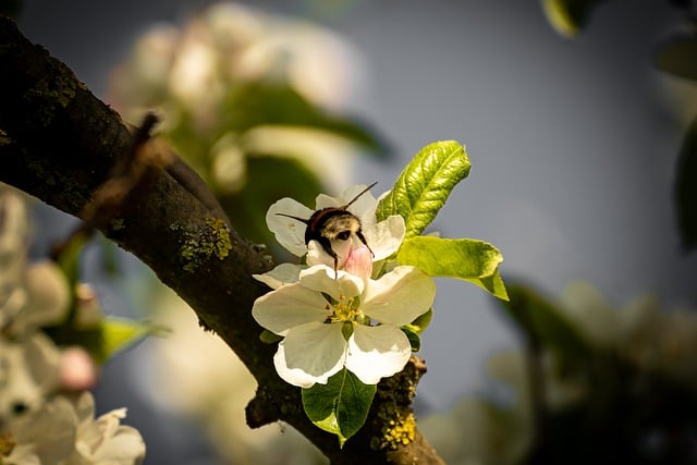 Free download bumblebee insect tree blossom free picture to be edited with GIMP free online image editor