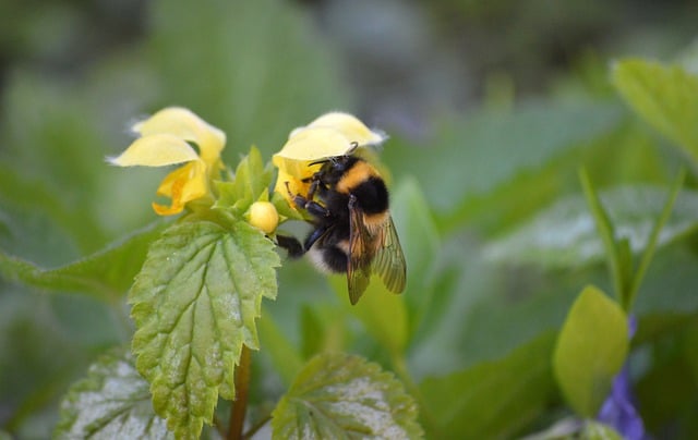 Free download bumblebee insect yellow archangel free picture to be edited with GIMP free online image editor