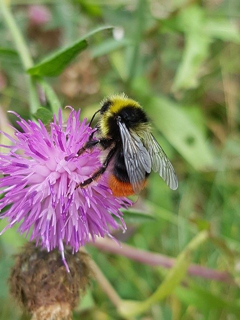 Free download Bumblebee Knapweed Flower -  free photo or picture to be edited with GIMP online image editor