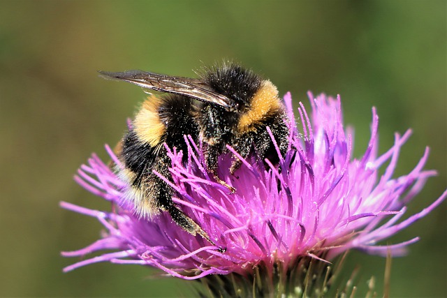 Free download bumblebee on top flowers pollination free picture to be edited with GIMP free online image editor