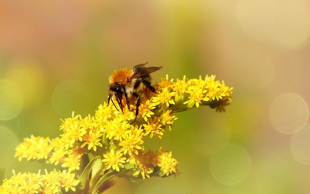 Free download Bumblebee Ore Pszczołowate Flower -  free photo or picture to be edited with GIMP online image editor