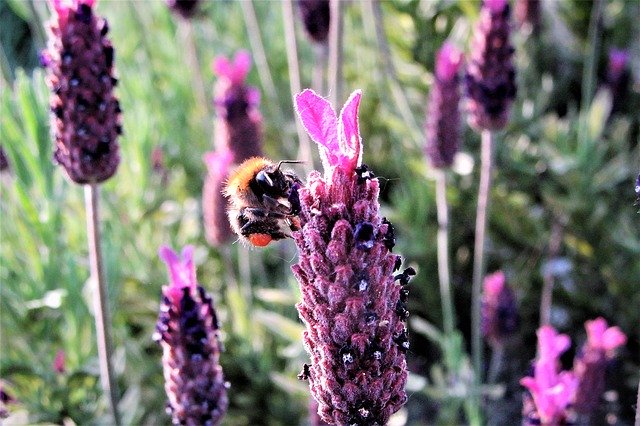 Free download Bumblebee Pollen Flower -  free photo or picture to be edited with GIMP online image editor