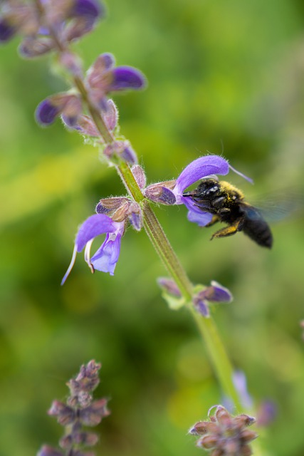 Free download bumblebee purple flowers pollination free picture to be edited with GIMP free online image editor